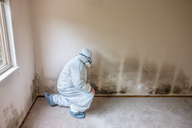 Why You Should Choose Our Mold Remediation Services in Citrus Springs, FL